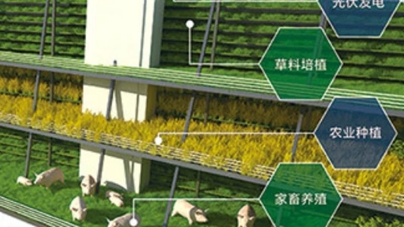有机蔬菜与普通蔬菜：辅食选择中的营养与安全考量