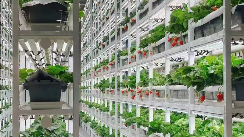 蔬菜水果产地直发批发，价格透明背后的秘密**