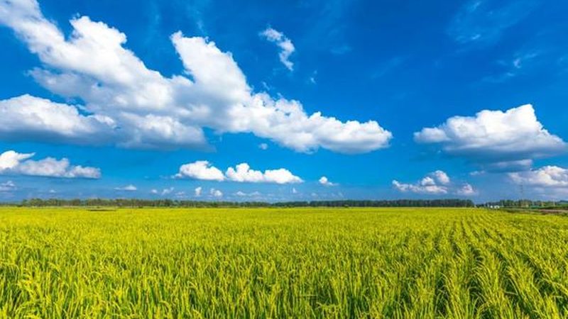 河南农资厂家农药选用的关键要素**