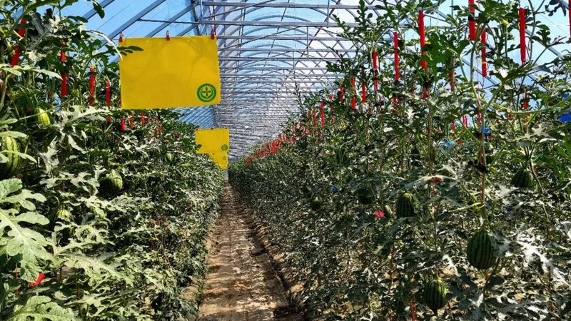 有机蔬菜与普通蔬菜：保存时长大揭秘