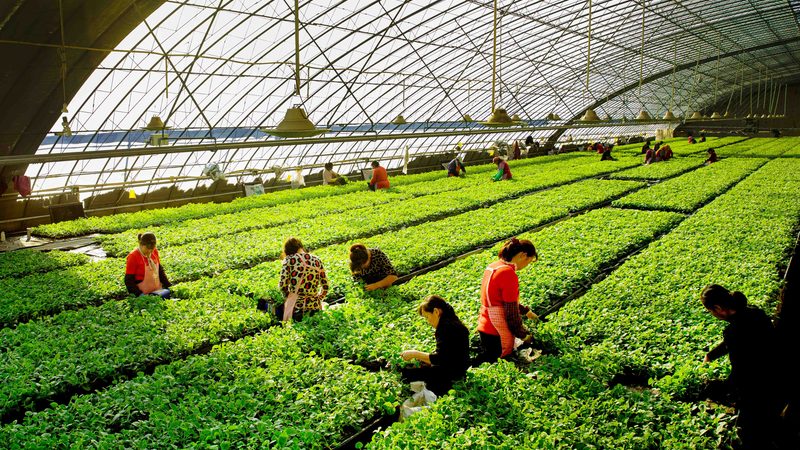 山东粮食种植保险，如何选得明智？**