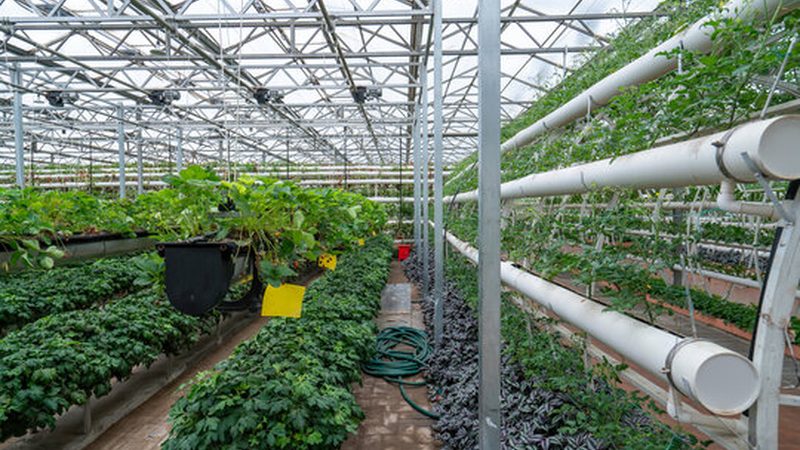 循环农业示范基地建设：关键步骤与要点解析