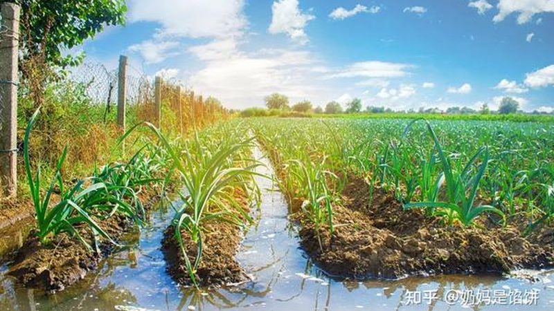 从“挂名”到“真干”：农民专业合作社办理的五个关键关卡